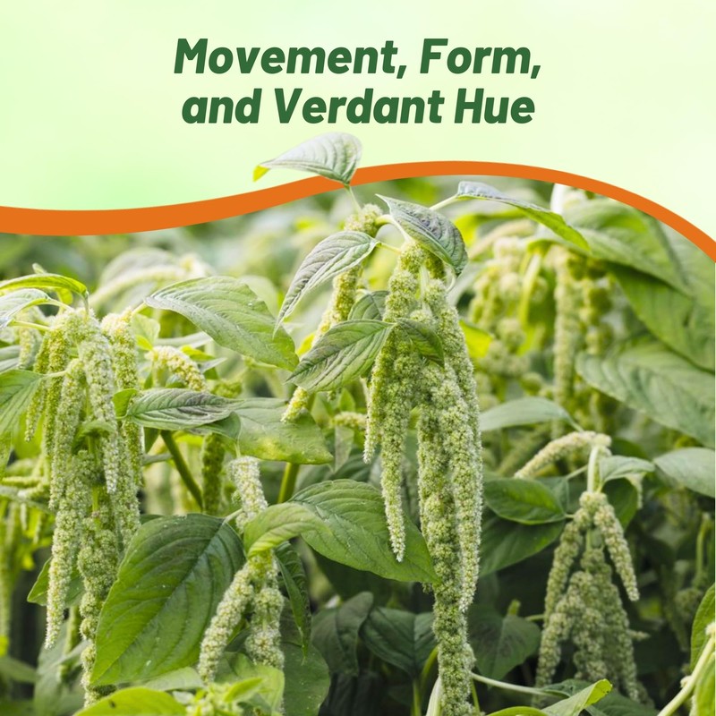 Outsidepride Green Amaranthus Seeds - 5000 Pcs Easy to Grow,