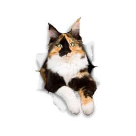 Winston & Bear 3D Cat Stickers - 2 Pack - Calico Stickers for Wall, Fridge, Toilet and More Calico Cat Stickers