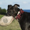 Lionheart glory Dog Collar Bowtie Collar Dog Rugby Dog Collar