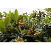 Loquat Tree Large Fruiting Tree - Includes Planting Kit (2-3