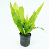 Anubias Nana Golden and Java Fern Tall 2 Pots -