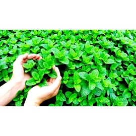 Peppermint Seeds 1000+ Seeds for Planting