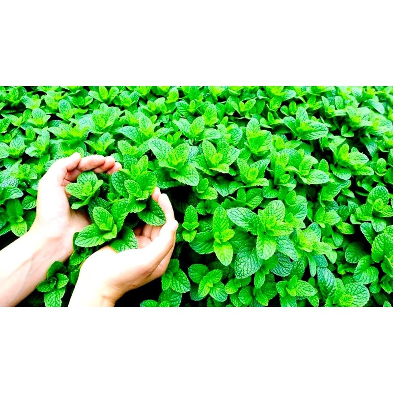 Peppermint Seeds 1000+ Seeds for Planting