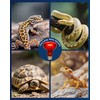 FLSNT 75W 2Pack Pet Lamp for Reptiles Glass Heat Bulbs