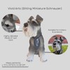 Vivid Arts (Miniature Schnauzer Sitting