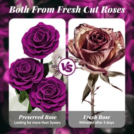 Amoueterno Flowers Forever Roses in A Box, 3 Real Roses with Stems and Bear, Eternal Rose Gifts for Her,Birthday Gifts for Women, Mom,Girlfriend,Grandma,Daughter,Purple