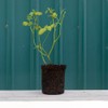 Heirloom Roses Rose Plant - Bull's Eye™ Multi Rose Bush,