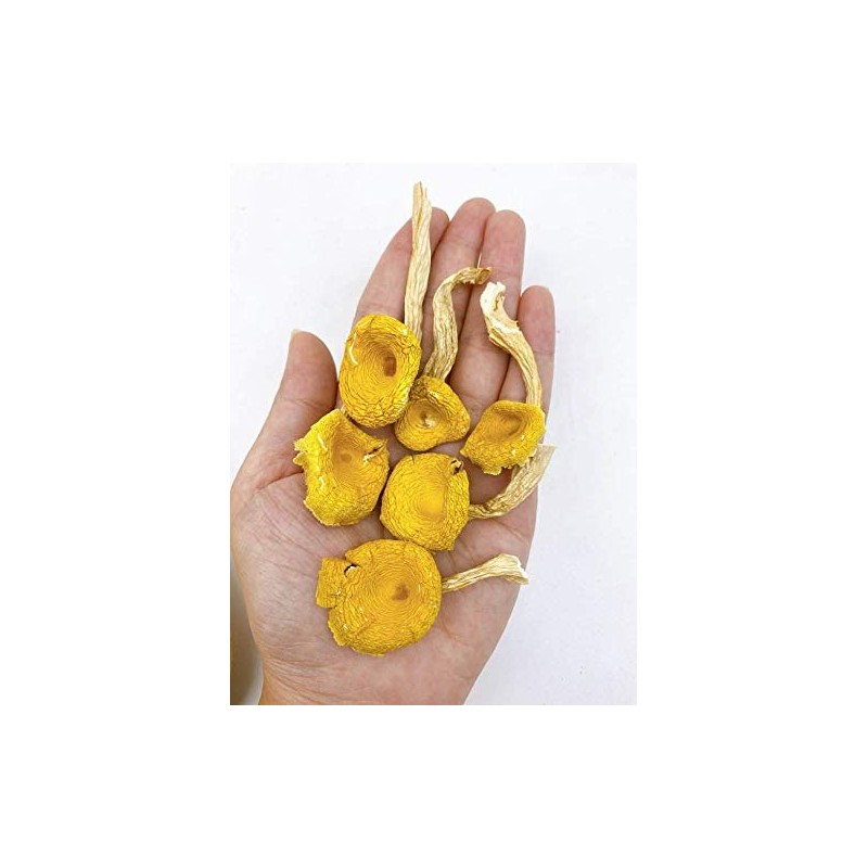Dried Chanterelle Pfifferling mushroom 雞油菌 雞油菇 Free airmail (500 grams)