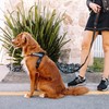 EzyDog Express Dog Harness - Adjustable Dog Harness for Large,