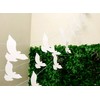 Display Cards, White, 50