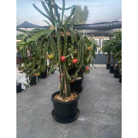 Cactus 30 Organic  Dragon Fruit  cuttings 8-14 inches long check The Description ￼ ￼