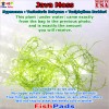 Java Moss Live Water Plant for Aquarium Fish Tank -