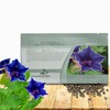 Outsidepride Blue Picotee Morning Glory Seeds - 50 Pcs. Annual,