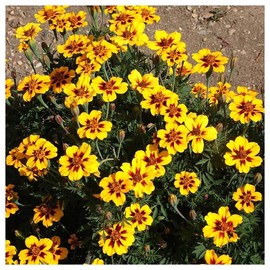 Everwilde Farms - 1/4 Lb Dainty Marietta French Marigold Wildflower Seeds - Gold Vault