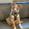 AUROTH Tactical Dog Harness for Large Dogs No Pull Adjustable