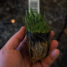 Dwarf Hairgrass Potted (Eleocharis Acicularis Mini) Carpet Freshwater Live Aquarium Plants