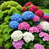 50+ Hydrangea Seeds: Giant Snowball Shrubs for Wedding-Perfect Flowers