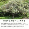 Gabai Farm Domestically Produced, Handmade Loquat Leaf Tea, 0.1 oz