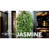 Star Jasmine | 10 Live Plants | Trachelospermum Jasminoides |