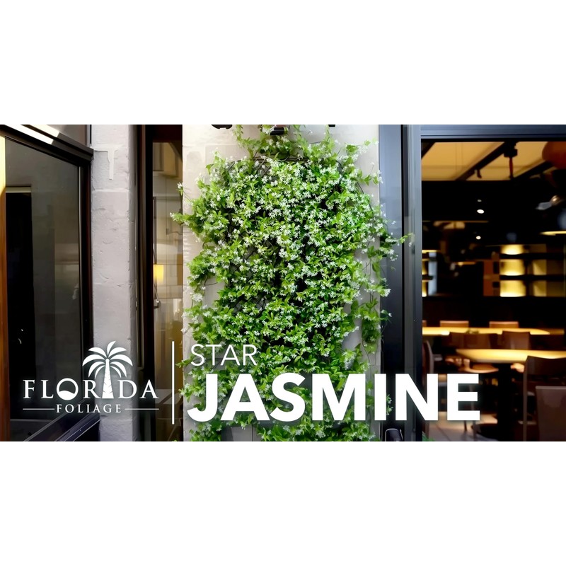 Star Jasmine | 10 Live Plants | Trachelospermum Jasminoides |