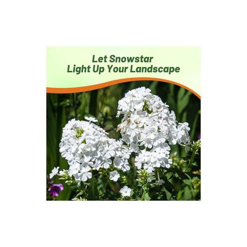 Outsidepride Snowstar Lychnis Seeds - 50000 Pcs Perennial Flower Seeds