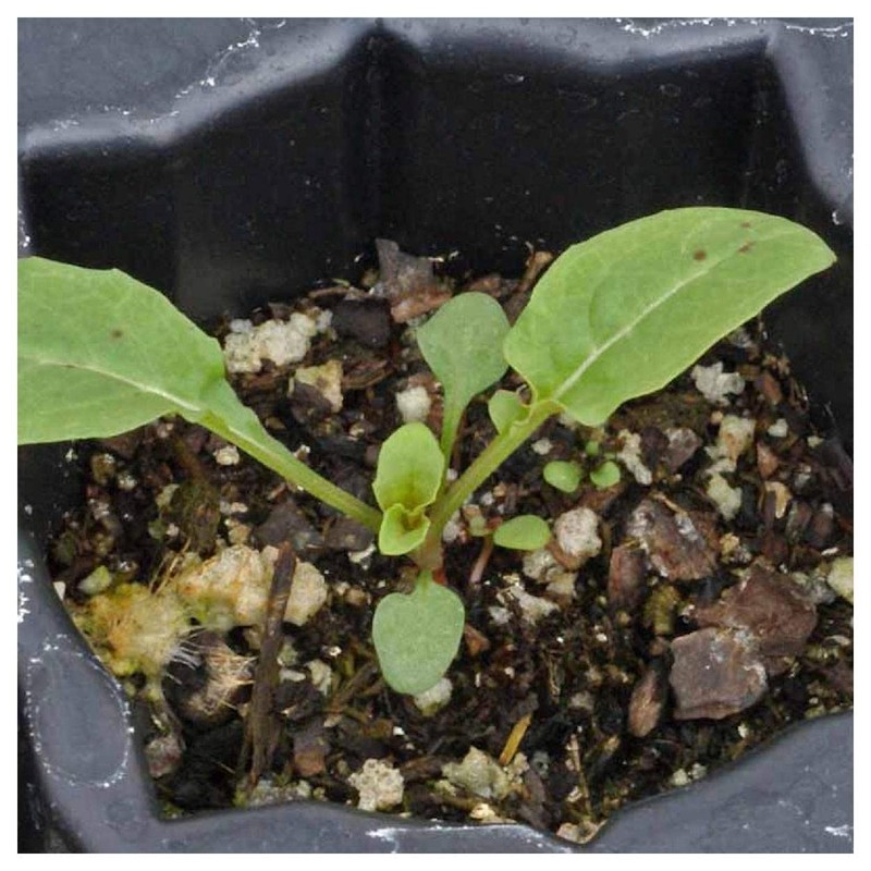 Everwilde Farms - 1 Oz Showy Evening Primrose Native Wildflower