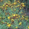 St. John's Wort Seeds (Hypericum perforatum) Packet of 200 Seeds