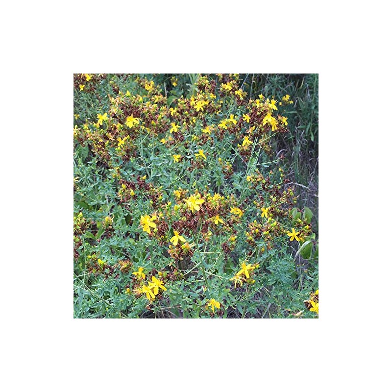 St. John's Wort Seeds (Hypericum perforatum) Packet of 200 Seeds