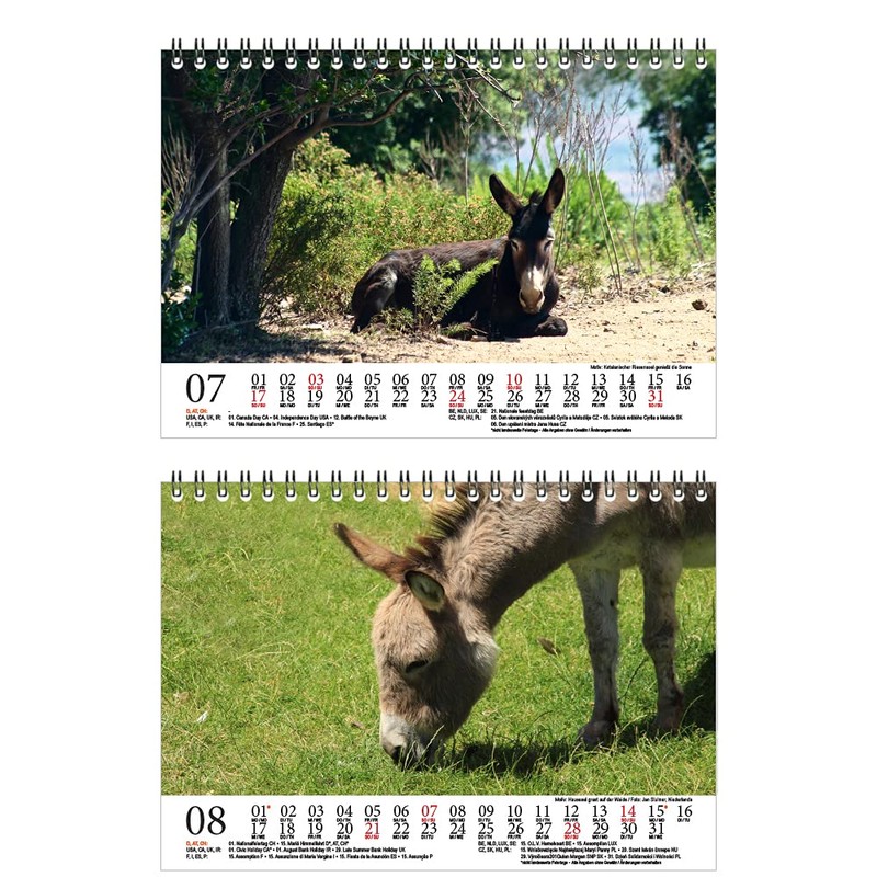 Eselzauber DIN A5 Desk Calendar for 2022 Donkey Seelenzauber