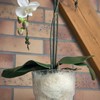 Flower Pot Orchid Pot Height 165 mm D 130 mm