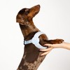 BuddyArmor Ultra Comfortable Dog Harness Adjustable Soft Dog Vest, Alloy