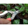 Okatsune Onion Shears NO.306