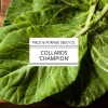 Field and Forage Seed Co. Collard 'Champion' | Brassica oleracea