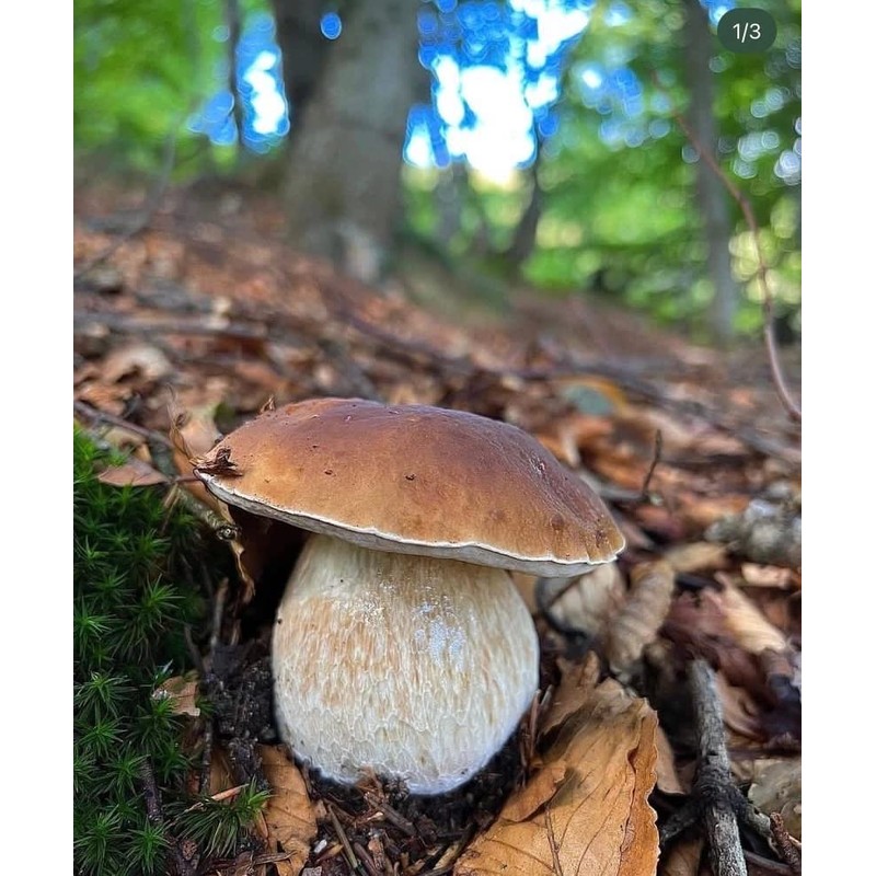 Seeds4planting - Spores Porcini Mushrooms Mycelium Seeds Non GMO