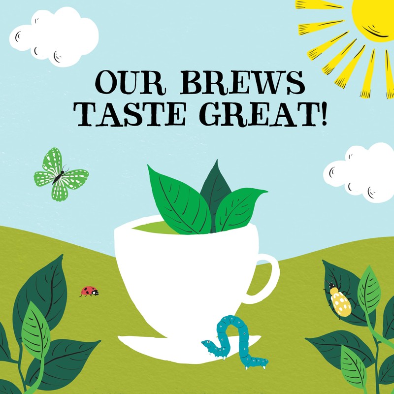 Clipper Pure Green 80 Teabags (Pack of 3, Total 240