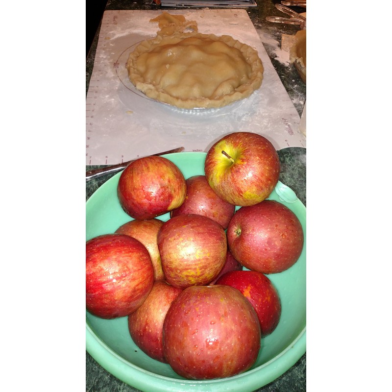 Disposable Apple Maggot Trap Kit 25 Apples, 25 Wire Holders,