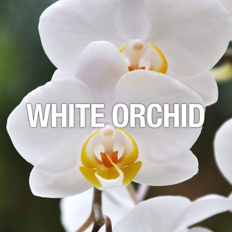 Curve Curve Women's Perfume Fragrance, Casual Day or Night Scent,