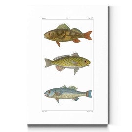 Portrait Style Canvas Wall Art: Animals, Show Dogs, Fish, Stables, Saddles, Horses, Sketches & Modern Abstract for Home & Office, Ready to Hang - Freshwater Fish I 24X36