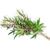 Motherwort - Leonurus cardiaca Loose Cut/Sifted by Nature Tea (2