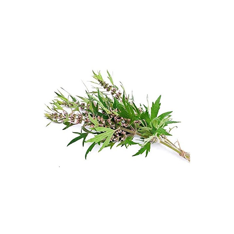 Motherwort - Leonurus cardiaca Loose Cut/Sifted by Nature Tea (2