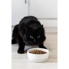 Pearhead Ceramic Paws Off Cat Bowl, Holds 12 oz, Whisker-Friendly Pet Dish for Food and Water, Heavy Non-Slip Base