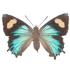 Genoveva Azure Butterfly Decal - 6" wingspan