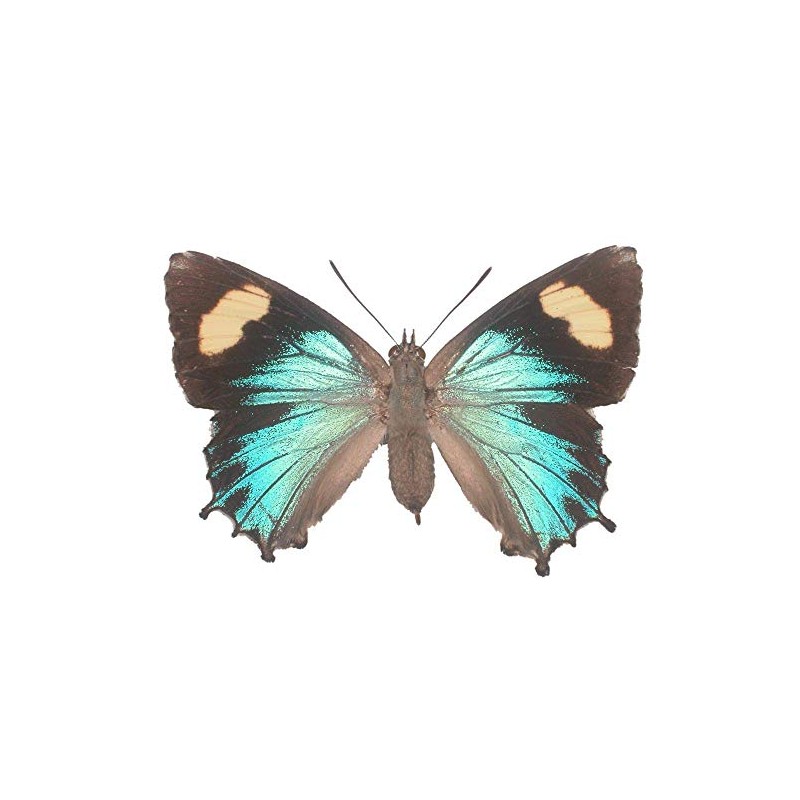 Genoveva Azure Butterfly Decal - 6" wingspan