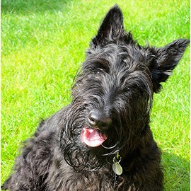 Scottie/Scottish Terrier Dog Greeting Card - Square