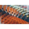 JONGSUN Linear Prism Special Effects Filter 77 mm FX Glass
