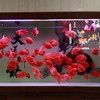 Acrylic Fish breeding Box, Transparent Fish Isolation Box, Fish Separation