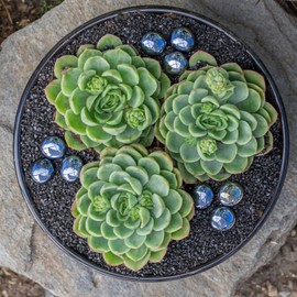 Altman Plants, Lime N Chile Echeveria Succulent Plants Live Succulents Plants Live with Pot, Live Indoor Plants Live Houseplants Live Indoor House Plants Indoors Live Plants Outdoor Plants Live Plant