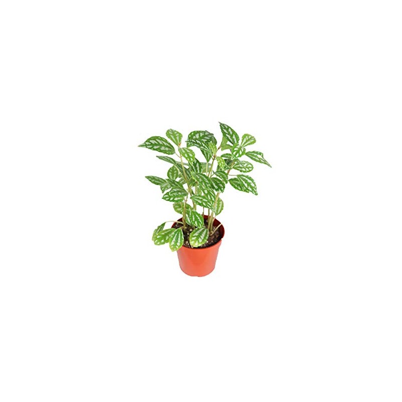 Pilea Cadierei (Aluminum Plant) - 4" from California Tropicals