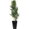 Thuja Arborvitae Blue Cone | 10 Live Trees | Evergreen