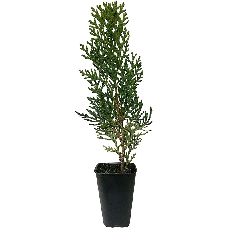 Thuja Arborvitae Blue Cone | 10 Live Trees | Evergreen